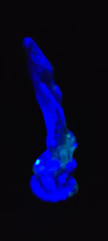 From The Edge Toys Female Sex Toys Toxin GITD Medium silicone TX430